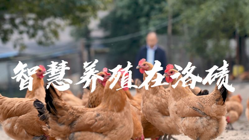 引物合成规格：揭秘PCR实验中的关键要素